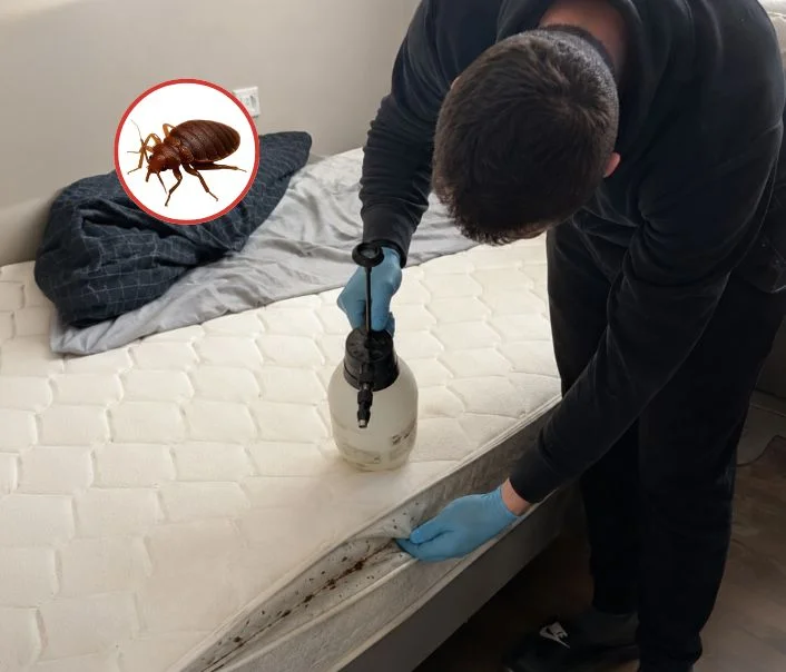 Technicien traitant un matelas contre les punaises de lit à Lassy